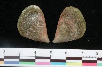 藏品(孔雀殼菜蛤)的圖片